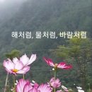 물처럼 바람처럼 이미지