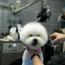 뿌이숑 이미지