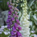 색연필 보태니컬 아트 이미지