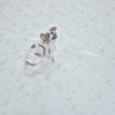 상주애견 이미지