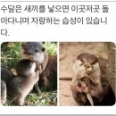 댕댕이냥냥 이미지
