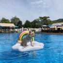 도그 스포지움 이미지