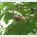 마로니에 이미지