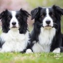 용인동물약국 이미지