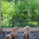 자작나무숲 펜션 2 이미지