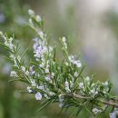 로즈마리 이미지