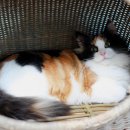 프롬시아 캐터리 이미지