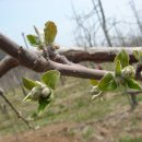 개나리꽃농원 이미지