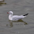 고성의 붉은부리갈매기(Black-headed gull) 이미지