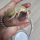 파충류샵 렙타일스테이션 | 순천 파충류)크레스티게코 전문 분양샵 태산렙타일 방문후기