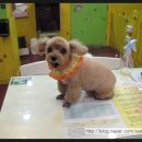 금비펫살롱 이미지