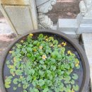 버스정류장 06-293 | 용산 구민이라면 용산제주유스호스텔에서 묵고 그 옆 약천사 산책 필수