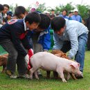 돼지야놀자 이미지