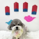 도그라움 이미지