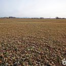 부여(외산)-3 이미지