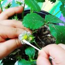 수정자연유치원 이미지