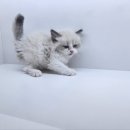 도그마루 강아지 고양이 천안아산점 이미지