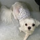 메모리펫살롱 이미지