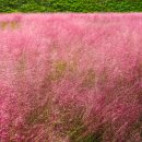 플라워가든 이미지