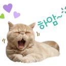 흥부골 아영포도 이미지