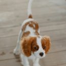 리버동물의료센터 이미지