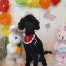 아이뽀 강아지미용실 | [인천/구월동 애견미용실 추천] 사람은 머리빨 강아지는 털빨 "아이뽀 애견미용실"