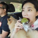 댕댕하동 이미지