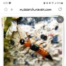 하이카랜드 이미지