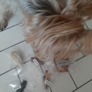 멍냥프라이 | 광주수제간식 추천 멍냥프라이