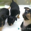 치포독 네이버블로그