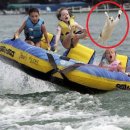 고양이날다 이미지