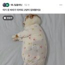 아기 옷 버리기 아까워서 고양이 입혀봤어요 이미지