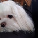 가양쿨펫동물병원 이미지