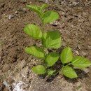 효원농장 이미지