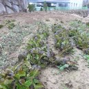 아부지농장 이미지