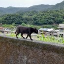 고양이 마을 이미지