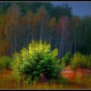 나무이야기 이미지