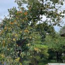 학일1리 학일 이미지