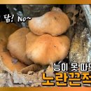 독이 없고 맛 좋고 많이 나고! 노란끈적버섯 CUT (황태달 야생버섯도감 mushroom) 이미지