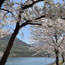 평지못(1) 이미지