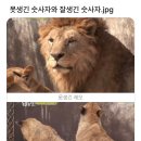 못생긴 숫사자와 잘생긴 숫사자 이미지