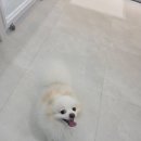 바움펫 | 바움펫에서 오랜만에 다시 찾은 우리 아이의 산뜻한 변신기