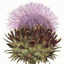 보태니컬 일러스트 이미지