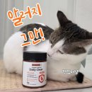 하나벳 | 고양이 알레르기 걱정될 때? 프롬벳 데일리클리어 직접 먹여본 후기