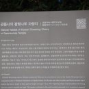 관음사의 왕벚나무자생지 이미지