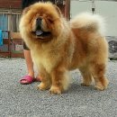 소망애견 이미지