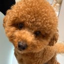 화이트테일 | 밀리템🐶🎁 활용도 좋은 저칼로리 간식🍭 [포우테일] 컬러츄 후기