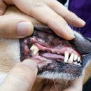 돌봄동물메디컬클리닉 이미지