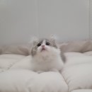 서울고양이분양 묘연 이미지