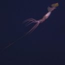 오징어PC 이미지